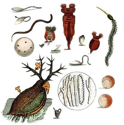 與上帝平起平坐的微生物 生物起源于它，人類未來依靠它