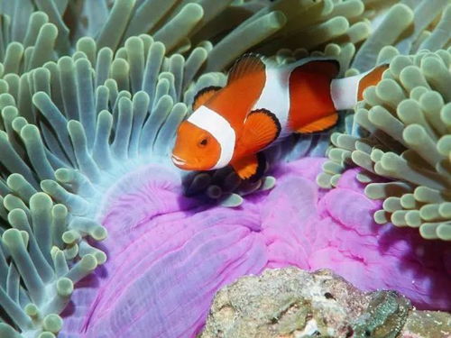 美國軍方研發(fā)海洋生物傳感技術(shù) 生物預(yù)警海底威脅的新前沿